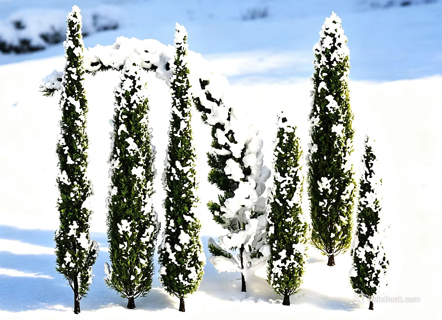 Snow Covered Green Arborvitae Trees Standing In Sunlight With Long Shadows 3d model 