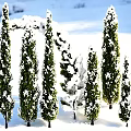 Snow Covered Green Arborvitae Trees Standing In Sunlight With Long Shadows