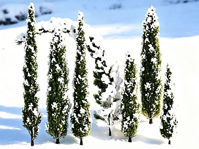 Snow Covered Green Arborvitae Trees Standing In Sunlight With Long Shadows 3d model