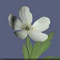 Beautiful White Flower with Yellow Stamens and Green Leaves on Purple Background