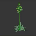 Green Plant With Long Stem Yellow Flower Cluster And Broad Green Leaves On Dark Background
