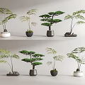 Decorative Bonsai Potted Plants With Pine Fern Varieties And Ceramic Stone Containers