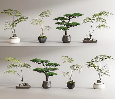 Decorative Bonsai Potted Plants With Pine Fern Varieties And Ceramic Stone Containers 3d model