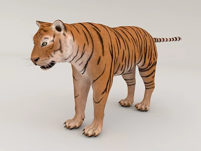 Realistic 3D Model Tiger With Orange Black Stripes Standing Posture 3d model