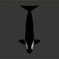 Black And White Orca Whale 3D Rendered In Swimming Pose On Gray Background
