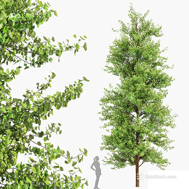 Tall Arbor With Lush Green Foliage And Strong Straight Trunk Natural Growth 3d model 