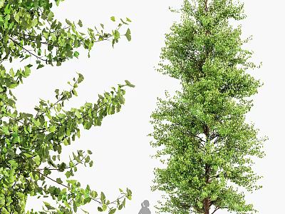 Tall Arbor With Lush Green Foliage And Strong Straight Trunk Natural Growth 3d model