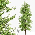 Modern Tree Landscape Tree 3d model