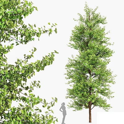 Tall Arbor With Lush Green Foliage And Strong Straight Trunk Natural Growth 3d model