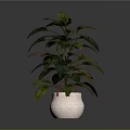 Decorative Indoor Plant With Lush Green Leaves In Light Ceramic Pot