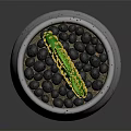 Green Cactus Plant with Yellow Dots in White Pot with Black Spots and Three Feet