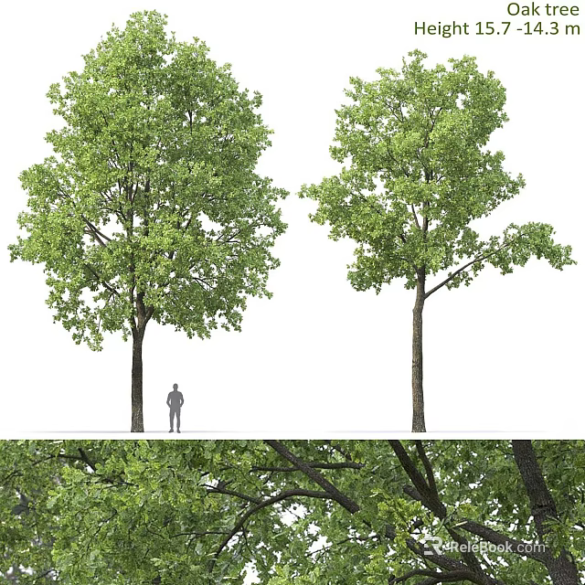 Tall Green Shrubs With Lush Foliage And Person For Scale Detailed Leaf View 3d model 