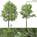 Tall Green Shrubs With Lush Foliage And Person For Scale Detailed Leaf View