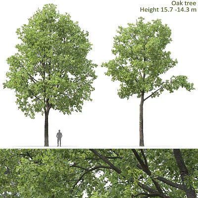 Tall Green Shrubs With Lush Foliage And Person For Scale Detailed Leaf View 3d model