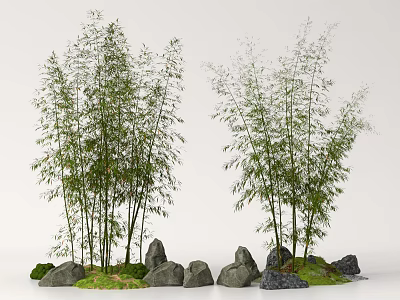 Tall Bamboo Plants Growing in Natural Landscape With Stones and Green Grass 3d model