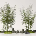 Tall Bamboo Plants Growing in Natural Landscape With Stones and Green Grass