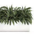 Lush Green Fern Bonsai Planter In White Rectangular Container With Dense Foliage 3d model