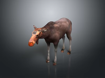 Realistic 3D Moose Model With Brown Fur And Orange Nose Standing On Gray Backdrop 3d model