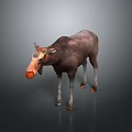 Realistic 3D Moose Model With Brown Fur And Orange Nose Standing On Gray Backdrop