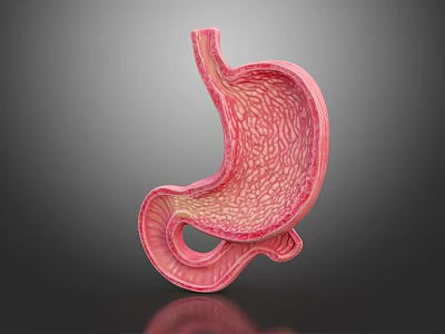 Anatomical 3D Model of Human Abdominal Organ Stomach Showing Detailed Internal Structure 3d model