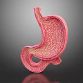 Anatomical 3D Model of Human Abdominal Organ Stomach Showing Detailed Internal Structure