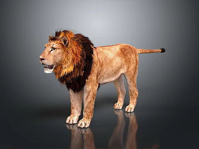 Standing Lion With Brown And Black Mane 3D Render On Gray Background With Reflective Surface 3d model