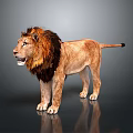 Standing Lion With Brown And Black Mane 3D Render On Gray Background With Reflective Surface
