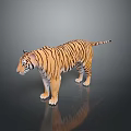 Realistic Tiger 3D Model With Black Stripes Standing On Reflective Dark Surface 3d model