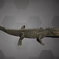 Detailed Aquatic Animal Crocodile With Scaly Texture On Hexagonal Background