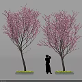 Woman Collecting Pink Cherry Blossoms To Make Homemade Spring Desserts
