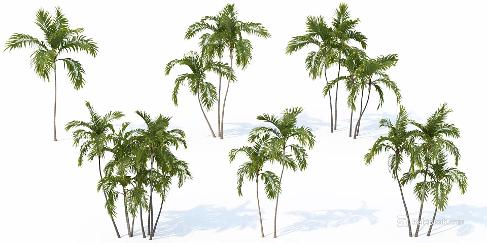 Tall Palm Trees With Green Fronds And Slender Trunks On White Background 3d model 
