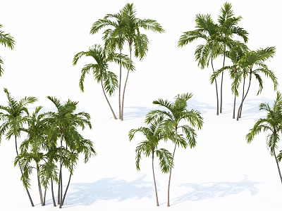 Tall Palm Trees With Green Fronds And Slender Trunks On White Background 3d model