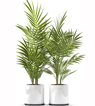 Two Bonsai Potted Plants with Green Palm Leaves in White Pots 3d model