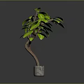 Green Leafy Plant With Brown Branches In Gray Pot For Indoor Decor
