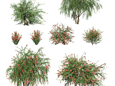 Various Types of Shrubs with Green Foliage and Red Flowers for Garden Landscaping 3d model