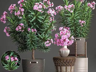 Bonsai Potted Plants With Pink Flowers Green Leaves And Various Decorative Pots 3d model