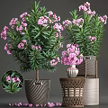 Bonsai Potted Plants With Pink Flowers Green Leaves And Various Decorative Pots