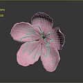 Pink Flower With Soft Pink Petals And Vibrant Red Stamen On Gray Background With Reflection