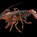 Red Spotted Crayfish With Claws And Segmented Body On Black Background 3d model