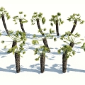 Modern Palm Tree 3d model