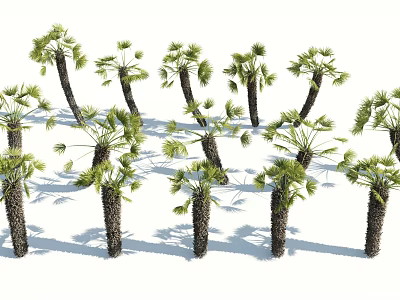Lush Palm Trees With Green Fronds In Outdoor Landscape Garden Design 3d model