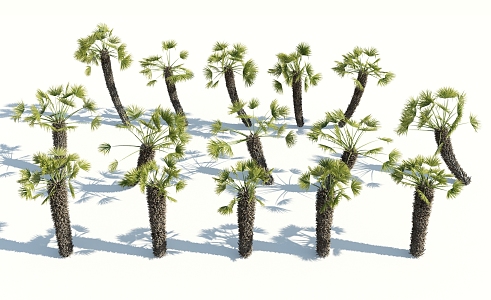 Modern Palm Tree 3d model