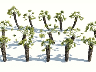 Modern Palm Tree 3d model