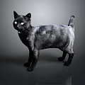 Black Cat With Black And White Gradient Fur Standing On Gray Background With Reflection 3d model