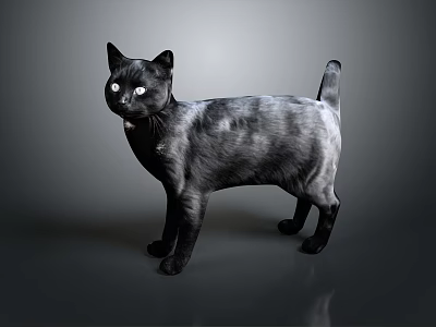 Black Cat With Black And White Gradient Fur Standing On Gray Background With Reflection 3d model