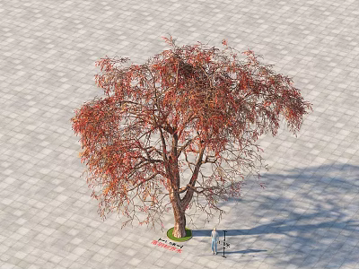 Tall Arbor with Red Leaves and Brown Trunk Standing on Paved Ground with Shadow 3d model