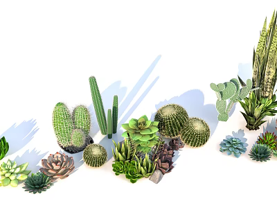 Collection of Various Succulents And Cacti Potted Green Plants With Different Shapes 3d model