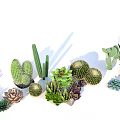 Collection of Various Succulents And Cacti Potted Green Plants With Different Shapes