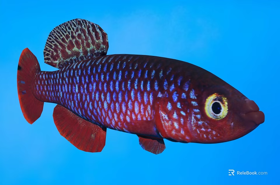 Vibrant Red And Purple Aquatic Fish With Spotted Dorsal Fin Large Eyes And Blue Background 3d model 