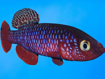 Vibrant Red And Purple Aquatic Fish With Spotted Dorsal Fin Large Eyes And Blue Background 3d model